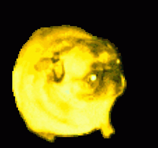 Retro Color Dancing Pug  GIF