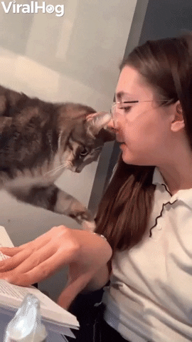 Revenge Bite Surprised Cat GIF