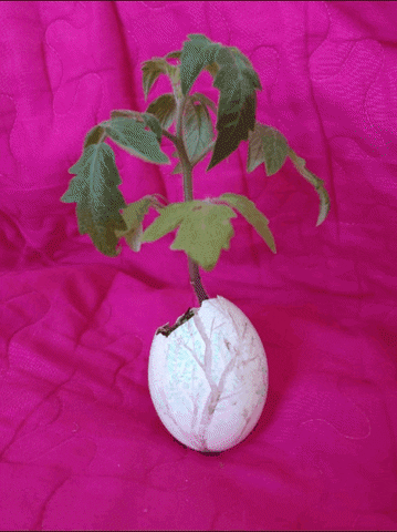 Revolving Plant On Egg Shell GIF