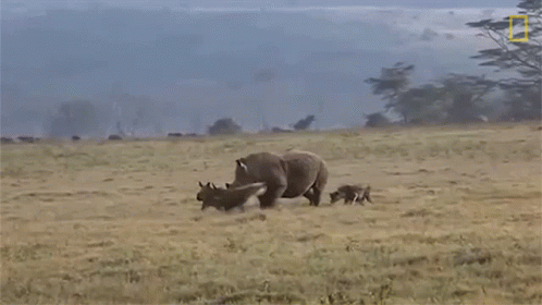 Rhino and Baby Rhino Walking in Field