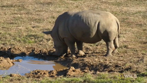 Rhino and Elephant Playing in Dirt National Geographic Wild