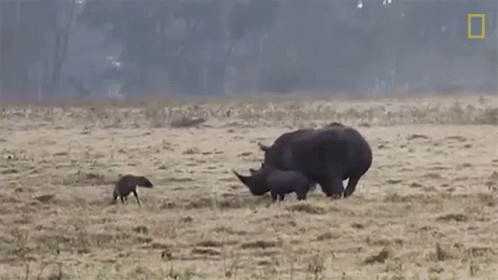 Rhino and Two Baby Rhinos Walking