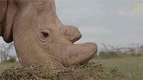 Rhino Eating Grass Close Up National Geographic