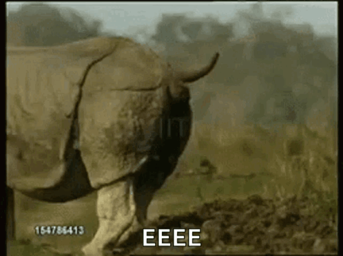 Rhino in Field with Eeee