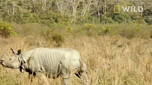 Rhino in Field With National Geographic Logo