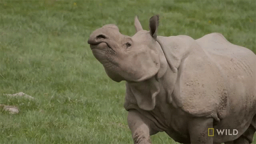 Rhino In Grassy Field Saying Wild GIF