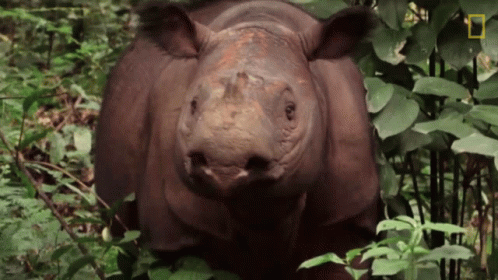 Rhino in Lush Forest with National Geographic Logo