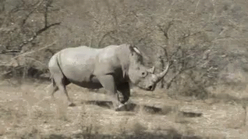 Rhino Running In Grassy Field GIF