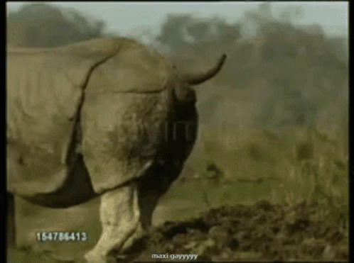 Rhino Standing In Field With Number 15478643 GIF