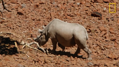 Rhino Walking Rocky Area National Geographic Logo