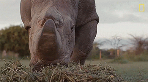 Rhinoceros Eating Pile of Hay in Field
