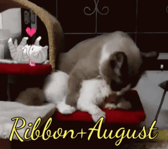 Ribbon And August Cat GIF