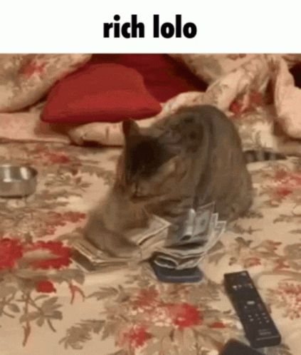 Rich Lolo Cat Counting Money GIF