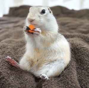 Richardson's Ground White Squirrel GIF