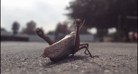 Rides Grasshopper Insect GIF