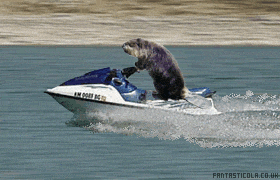 Riding A Jetski Squirrel Meme GIF
