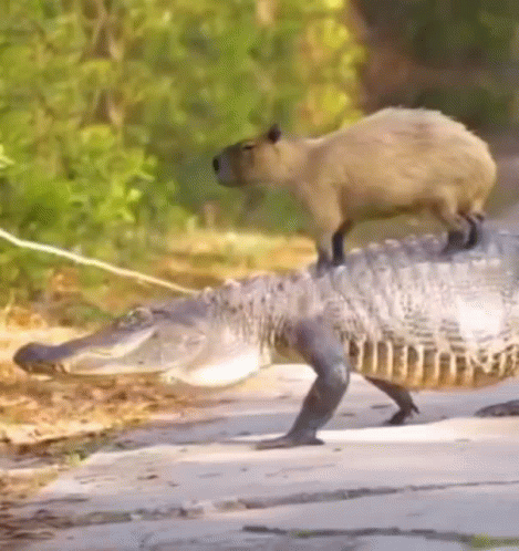 Riding On Top Of Crocodile Capybara Meme GIF