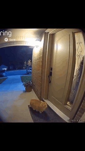 Ring Camera Cat Walking Into Doorway At Night GIF
