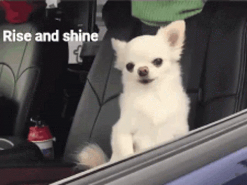 Rise And Shine Chihuahuas Peeking On Car Window GIF