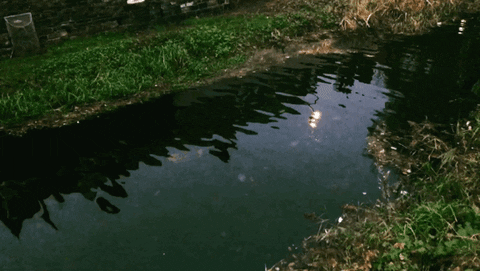 River Calm Water Wave GIF