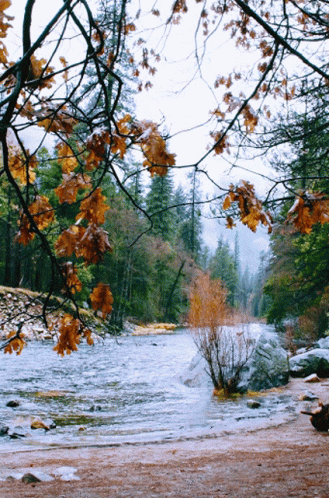River Flowing Through Forest With Trees and Leaves