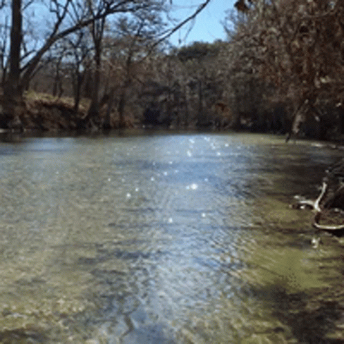 River Flowing Through Forest With Trees