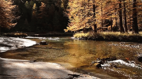 River Flowing Through Forest with Yellow Leaves