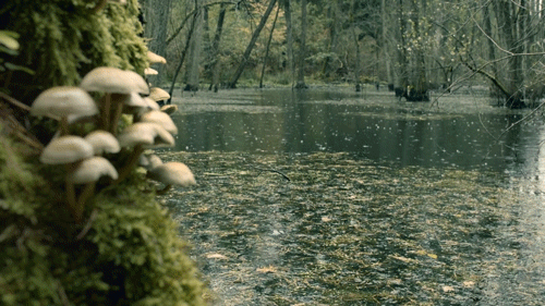 River Forest Raindrops GIF