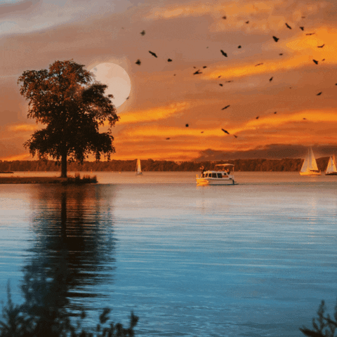 River Sunset Flying Birds GIF