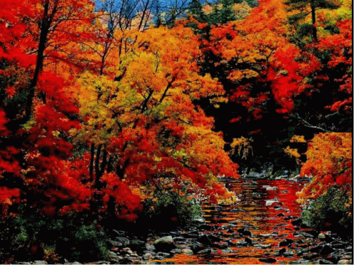 River Surrounded By Trees With Red Leaves GIF