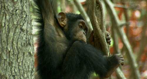 Rizz Baby Monkey Dangling On Tree GIF