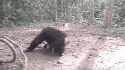 Rizz Baby Monkey Playful Spinning GIF
