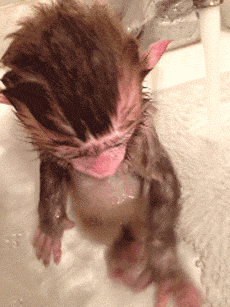 Rizz Baby Monkey Swimming In Tub GIF