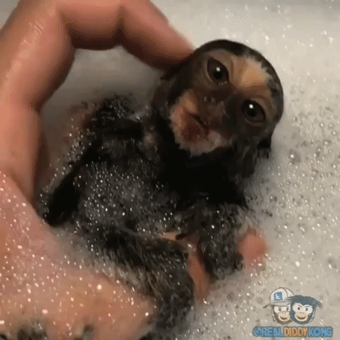 Rizz Cute Baby Monkey Bathing GIF