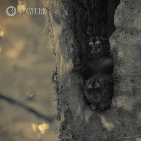Rizz Cute Monkey Family Treehouse GIF