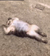 Rizz Funny Monkey Rescue Meme GIF