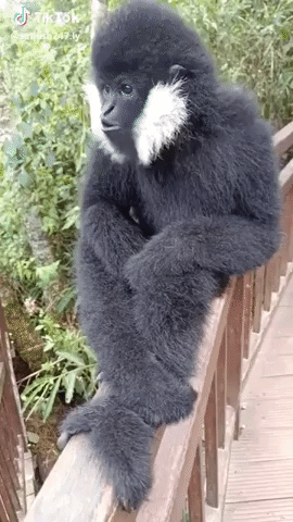 Rizz Funny Monkey White Face Howling GIF