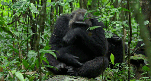 Rizz Jungle Monkey Relaxing In Forest GIF