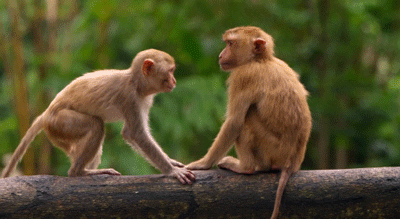 Rizz Lovely Monkeys Playing In Wild GIF