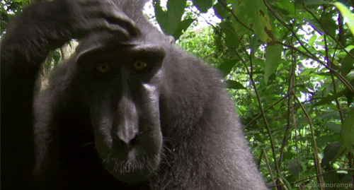 Rizz Macaque Monkey Scratching Head GIF