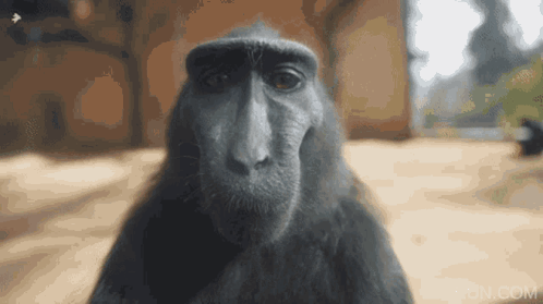 Rizz Meme Monkey Lip Lick GIF