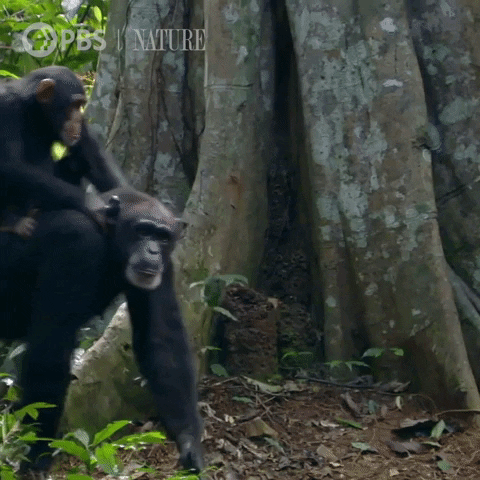 Rizz Monkey Family Strolling Jungle GIF