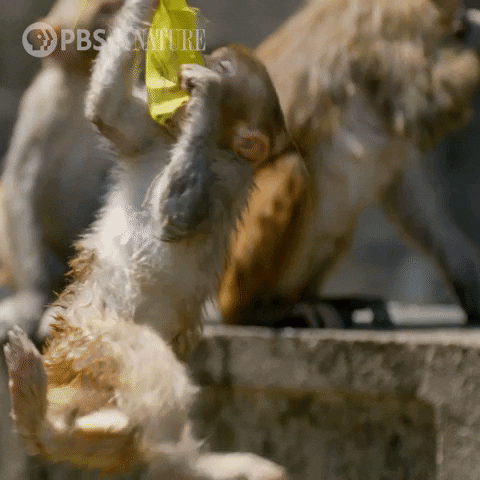 Rizz Monkey Hanging Fail GIF