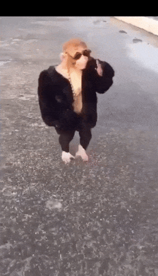 Rizz Monkey In Black Suit Dark Shades GIF