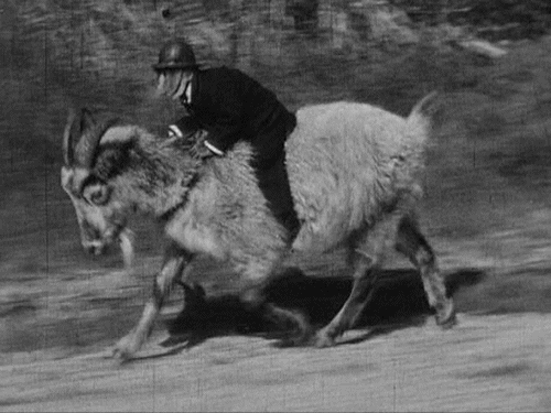 Rizz Monkey Riding Goat GIF