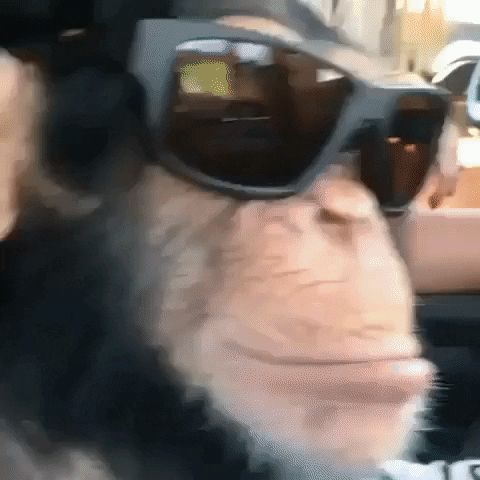 Rizz Monkey Wearing Shades Chilling GIF