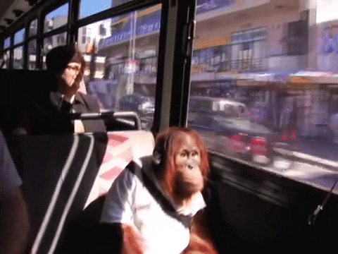 Rizz Orangutan Monkey Riding Bus GIF