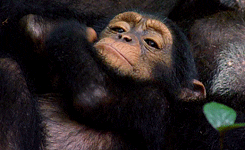 Rizz Sleepy Monkey Feeling Cozy GIF