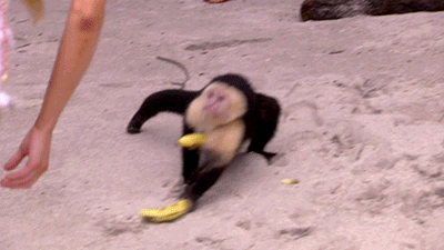 Rizz Sneaky Monkey Snatching Bananas GIF