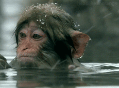 Rizz Snow Monkey Hot Spa GIF